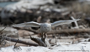 Snowy Owl Takes Flight